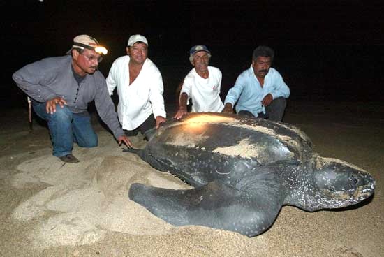 Millones de tortugas mueren por la pesca