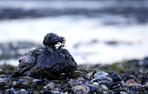 Alarma en Golfo de México por aumento de derrame de petróleo