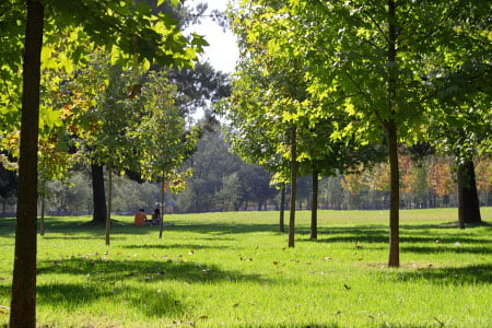 Continúa enorme déficit de árboles en Santiago