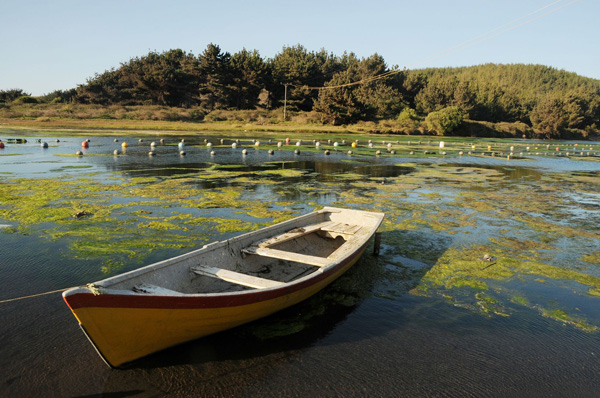El salmón se comió la pesca artesanal