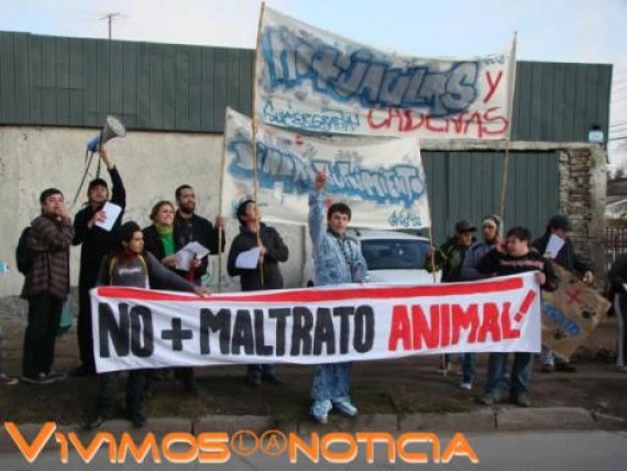 Manifestación contra maltrato animal de circos en Curicó