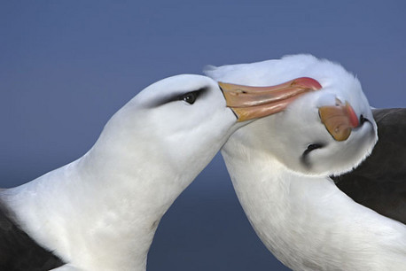 Los pájaros también son infieles