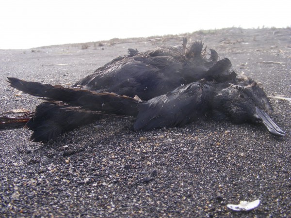 Organizaciones ciudadanas y ambientalistas denuncian muerte masiva de aves en las cercanías de Cobquecura