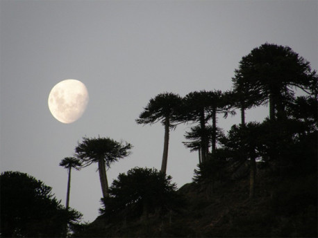 Unesco amplía en Chile reserva de la biósfera de Araucarias