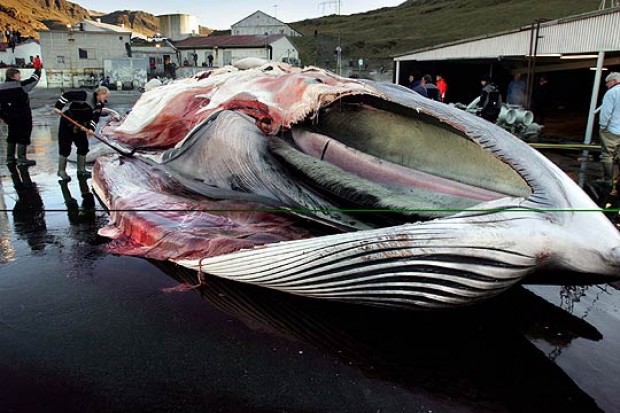 Japón cancela caza de ballenas en la Antártica
