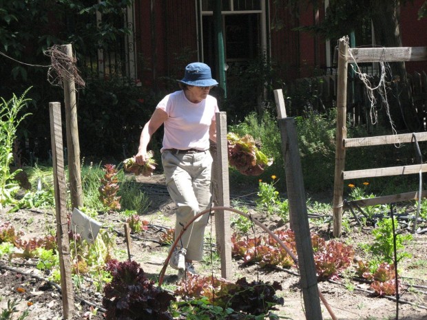 Cultivando en la Ciudad: Florecen Huertas en Santiago de Chile