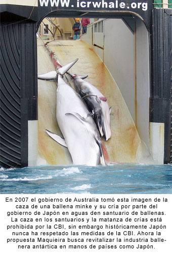 Australia presentó demanda legal internacional contra caza de ballenas