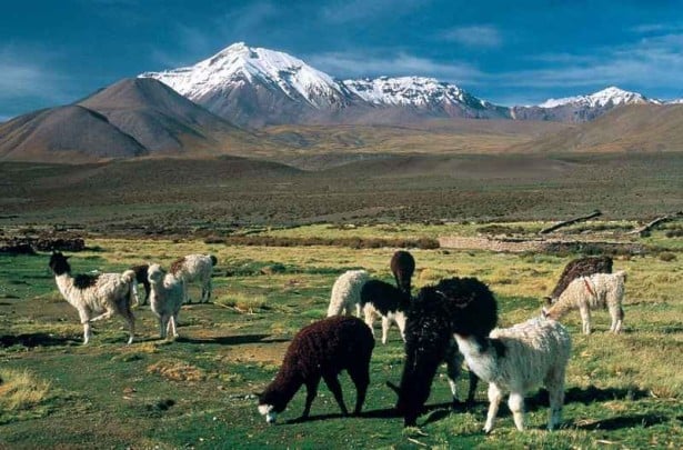 Peligra Parque Nacional Lauca: organización aymara alerta sobre posible desafectación para actividades mineras