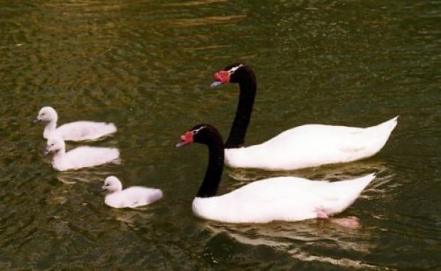 Sin responsables culminó proceso penal por masiva muerte de cisnes en Santuario de Valdivia