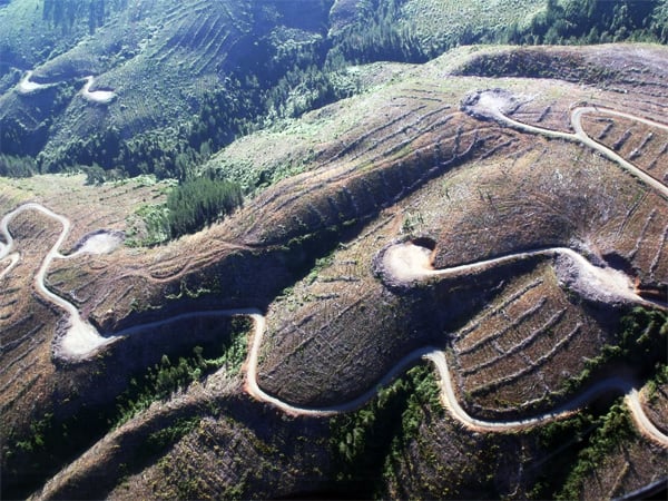 Lamentable avance de sustitución forestal y aumento de monocultivos exóticos en la Región de los Ríos