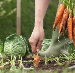 Cultivar y cosechar dentro de la ciudad, la opción de los huertos orgánicos