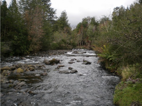 Hidroensenada un proyecto energético que amenaza el bosque nativo de Puerto Varas