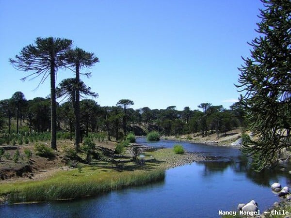 35% de la Región de la Araucanía será Reserva de la Biósfera