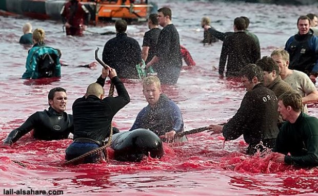 Matanza de «ballenas piloto» en Islas Feroe