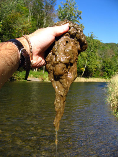 Peligrosa alga Didymo invade los ríos del Sur de Chile ¡Detenerla ya!