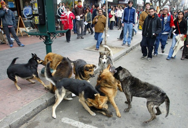 Animalistas convocan hoy a ciber-funa contra municipio de Curicó