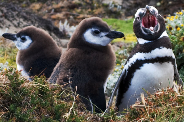 Isla Choros fue liberada de plaga de conejos que amenazaba a pingüino de Humboldt