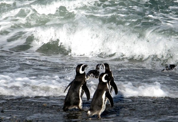 10.000 pingüinos de Magallanes peligran por mina de carbón de los grupos Von Appen y Angelini