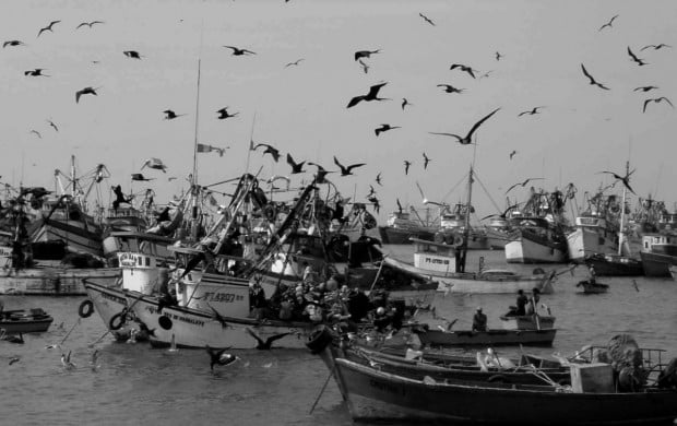 Mariscos y peces del mar chileno en riesgo de extinción