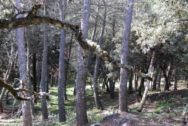 Forestales por el Bosque Nativo critican proyecto que crea Servicio de Biodiversidad y Áreas Silvestres Protegidas