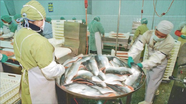 Consejo de Transparencia obliga a publicar información ambiental de salmoneras