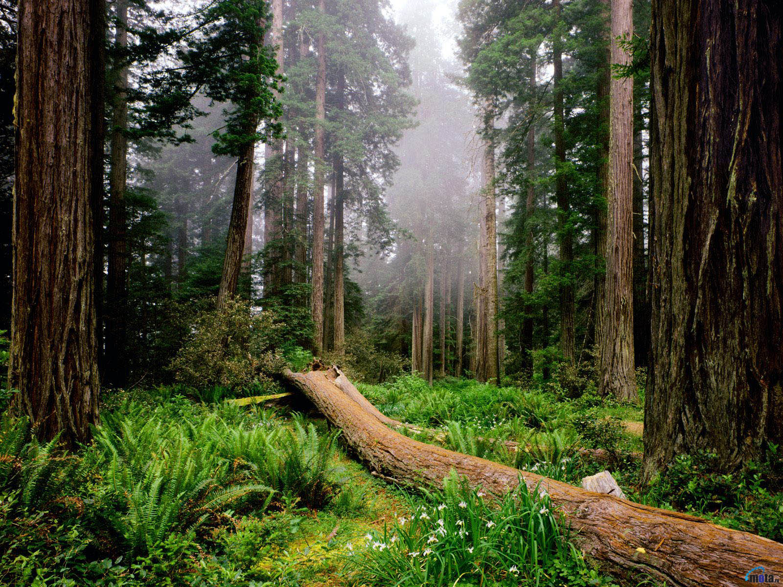 Gobiernos no son conscientes del valor de sus bosques. Chile no es la excepción