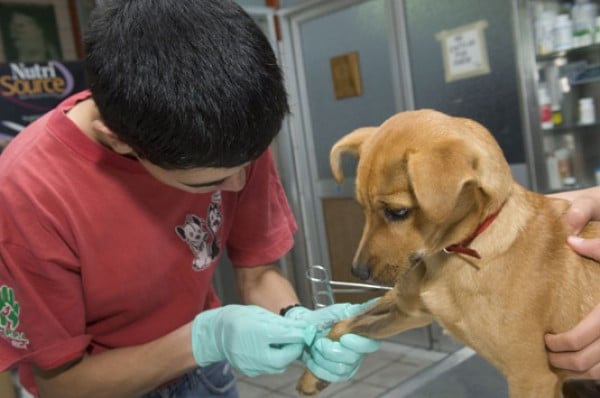 Ofrecen esterilizaciones y castraciones a bajo costo