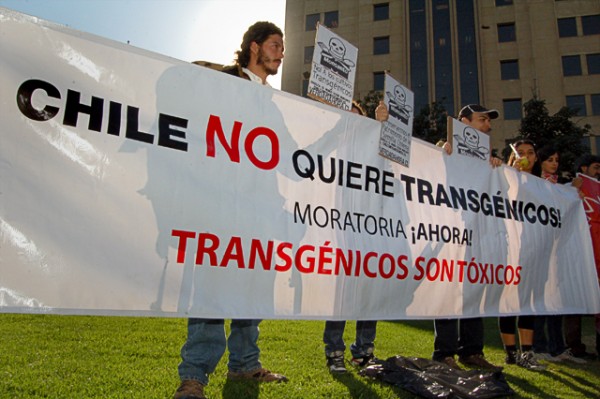 Legislación chilena sobre transgénicos y patentes de semillas beneficiará sólo a transnacionales