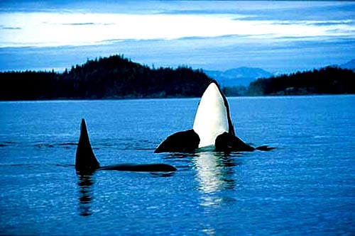 Estudio aborda las estrategias de los cetáceos para evitar las orcas
