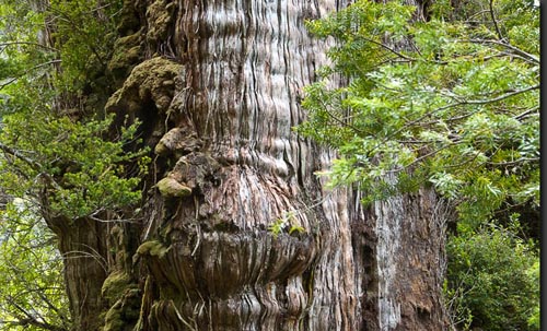 Por $2 mil se puede apoyar a comunidades huilliche en la conservación del alerce