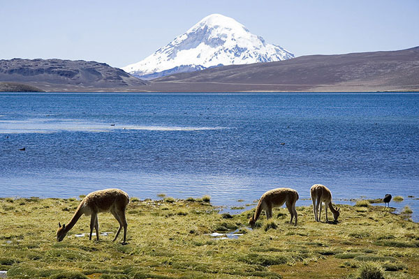 Golborne y Piñera planean entregar Parque Nacional Lauca a transnacionales mineras