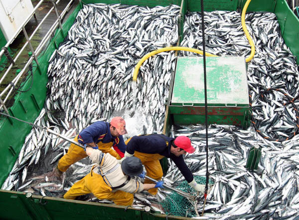 Trabajadores de industria pesquera y parlamentarios unen fuerzas en rechazo a licitación de cuotas