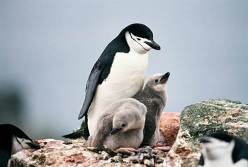 Falta de krill devasta pingüinos antárticos
