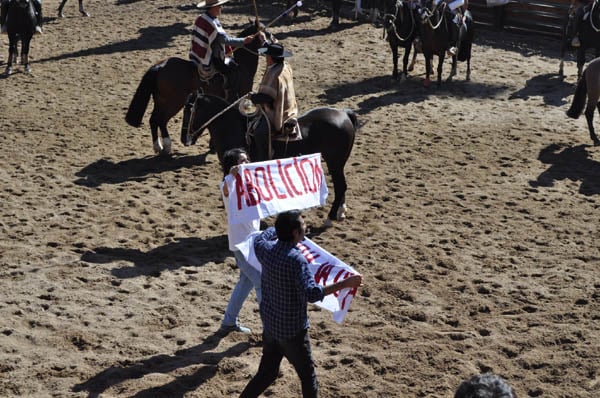 Denuncian maltrato animal en medialuna del Champion de Chile