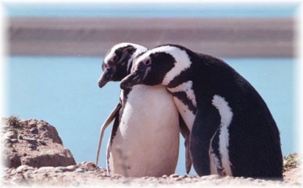 Ofrecen trabajo en la Antártica ¡conviviendo con 2.000 pingüinos!