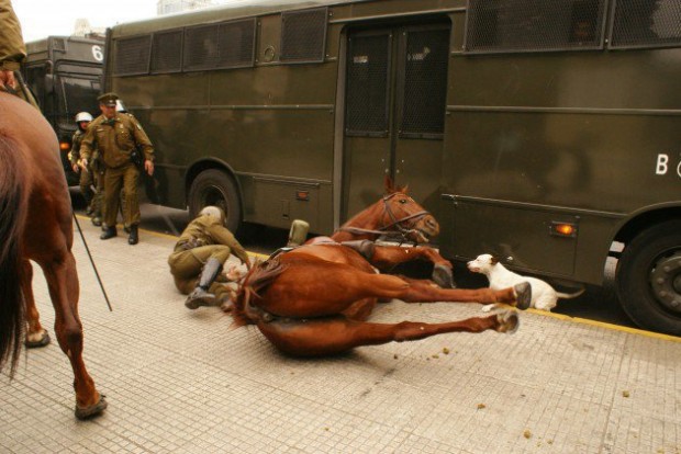 Este sábado manifestación contra utilización de animales con fines represivos