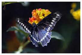 Investigan mariposa que se alimenta y reproduce en planta tóxica chilena