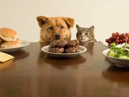 Experto señala efectos negativos para mascotas por comida «dieciochera»