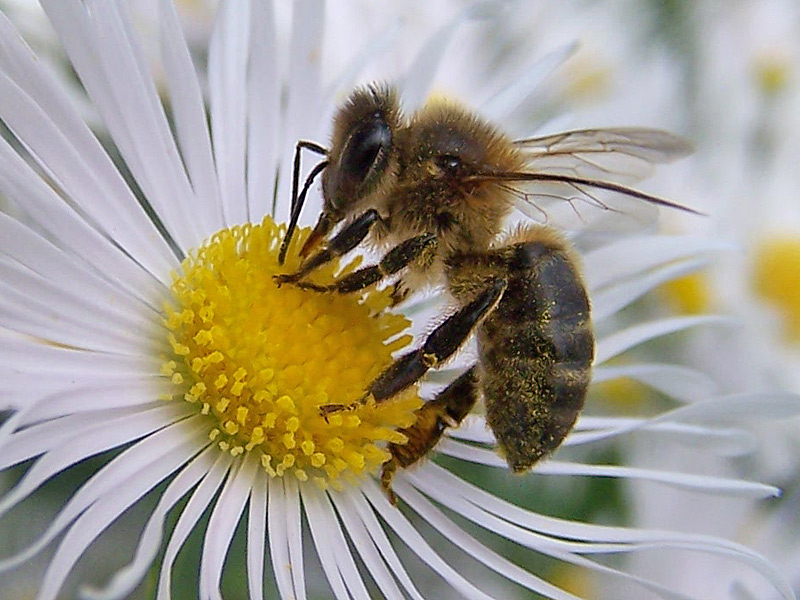 Necesitamos una ley para la apicultura, las abejas están muriendo