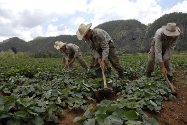 Agricultura y tenencia de tierras en Cuba