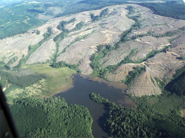 La megaindustria forestal chilena y el territorio Mapuche