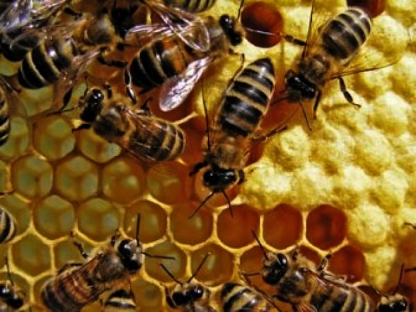 Miel contaminada con transgénicos hace perder mercado europeo a productores chilenos