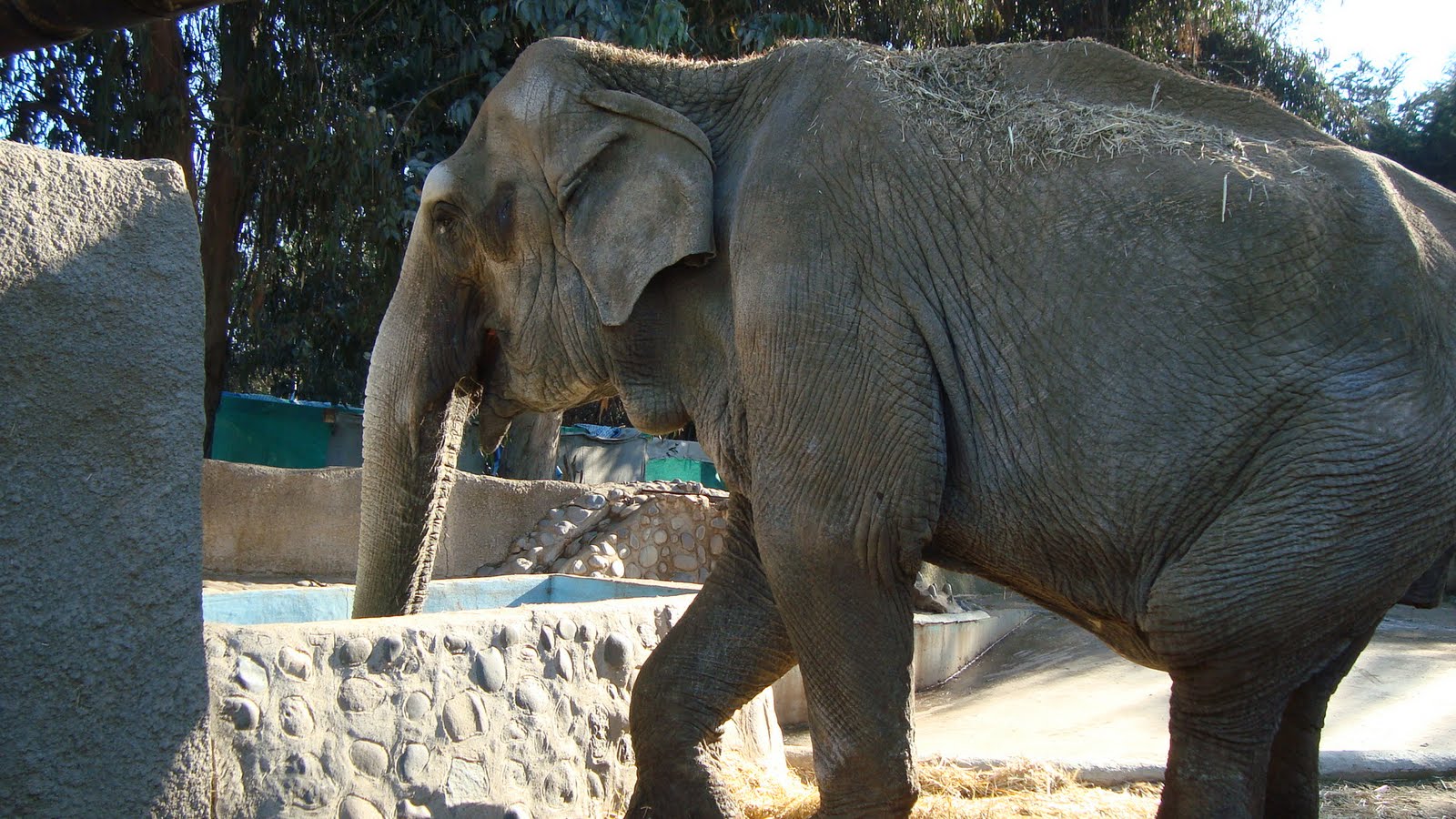 Hoy querellan a director de zoo de Quilpué por maltrato animal