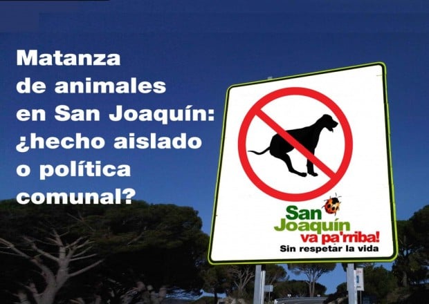 Matanzas de perros en San Joaquín no son un hecho aislado y edil estaría en conocimiento