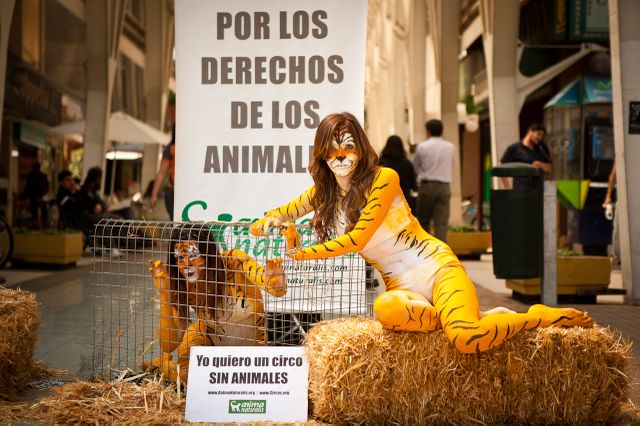 Tigresas en Providencia contra el uso de animales en circos