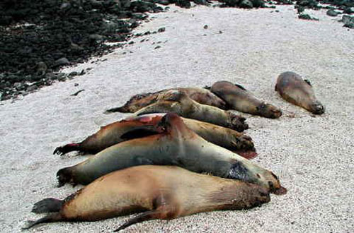 Rechazan plan de matanza de lobos marinos que elabora Ministerio de Economía