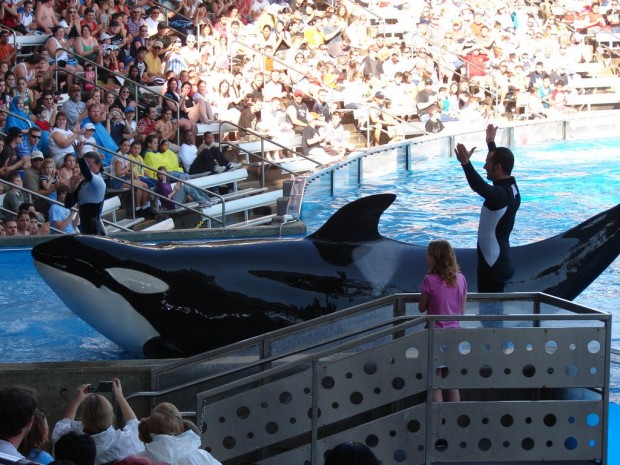 Denuncian a parques Sea World por dar trato de esclavos a sus orcas