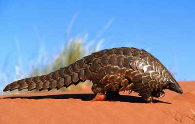 Nuevo Ubuntu será lanzado el 13 de octubre y próxima versión se llamará «Precise Pangolin»