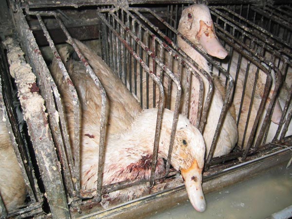 Foie Gras: Tortura animal para el paté de su mesa