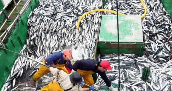 ¿La nueva ley de pesca continuará validando a depredadores marítimos?